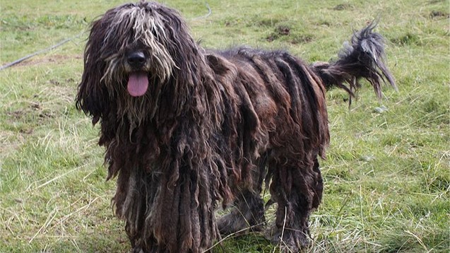 贝加马斯卡牧羊犬