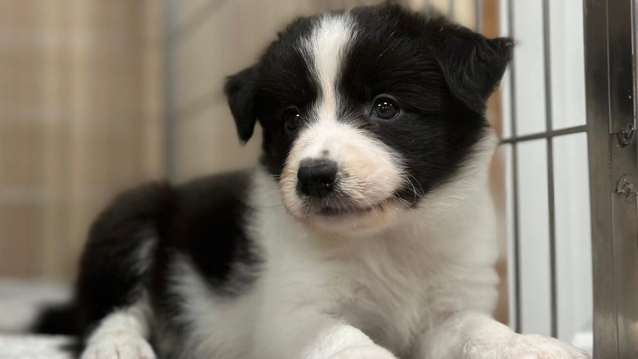 边境牧羊犬