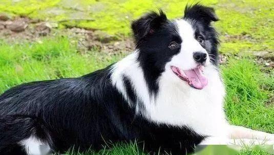 边境牧羊犬