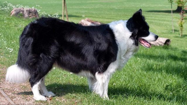 边境牧羊犬