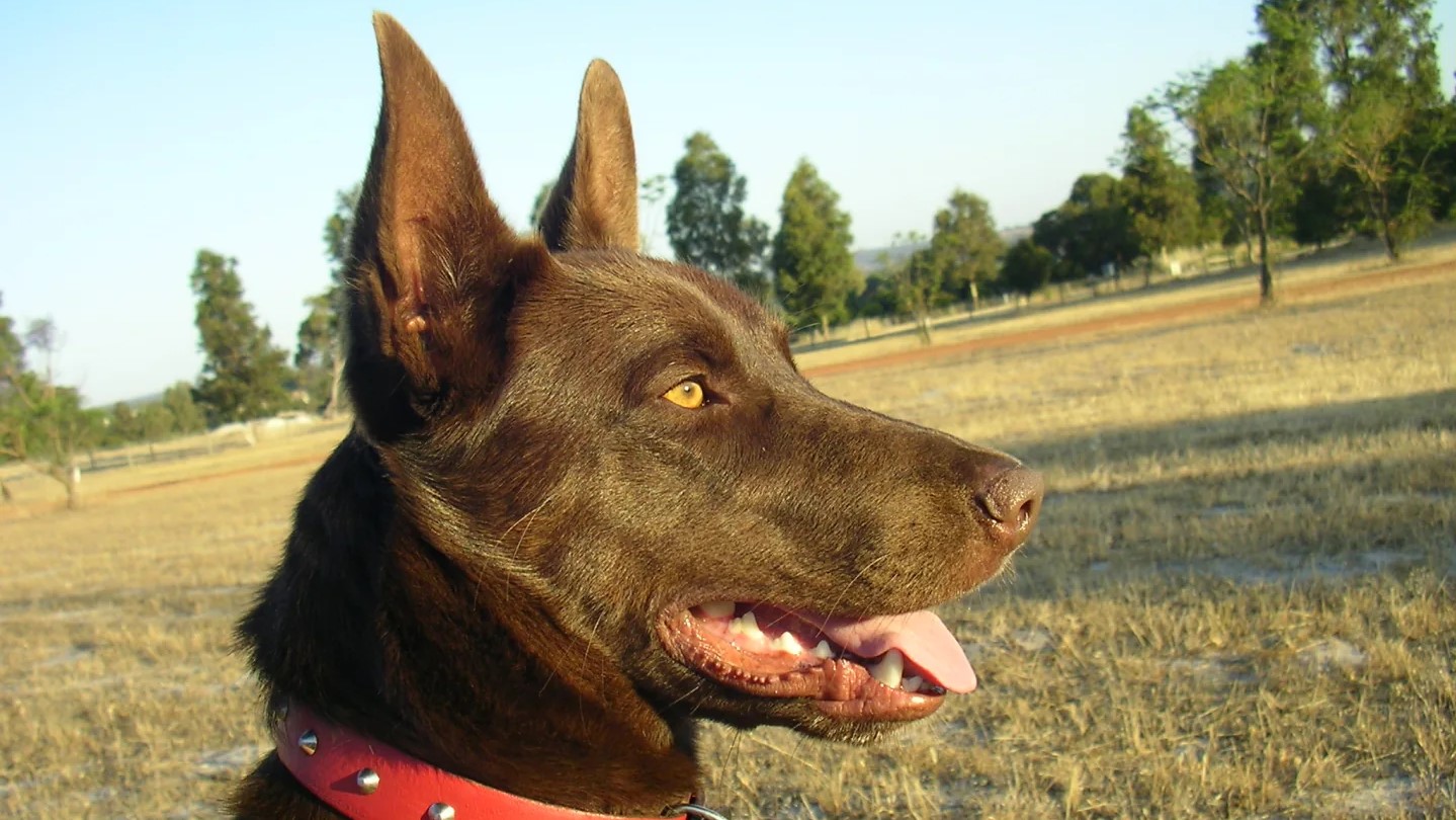 凯尔特牧羊犬