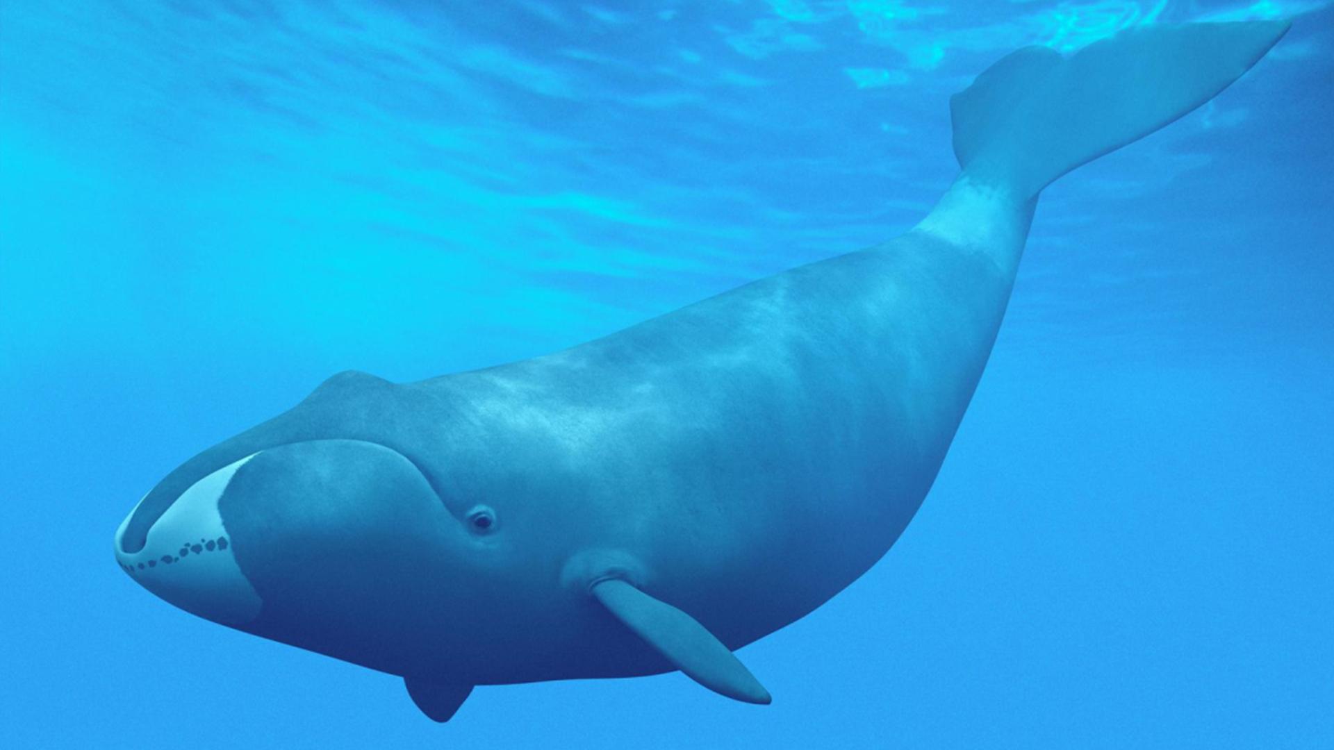 鲸鱼的种类大全及名称（地球上最大的10种鲸鱼）-商机卡