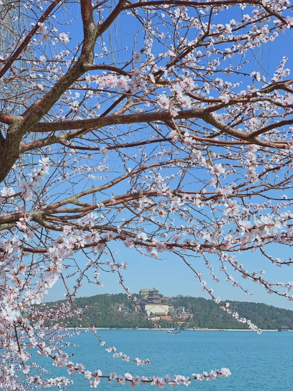 玉渊潭樱花