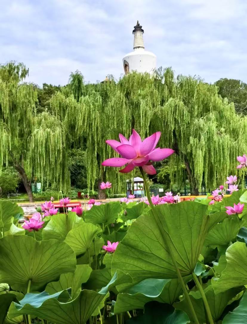 北海公园荷花