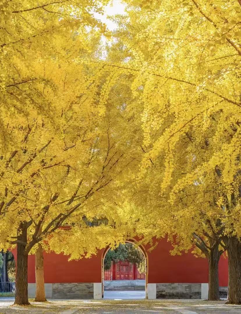 故宫银杏