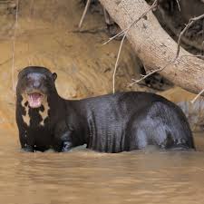 巨獭在水中游泳