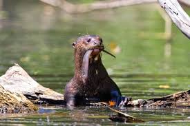 巨獭和其栖息环境