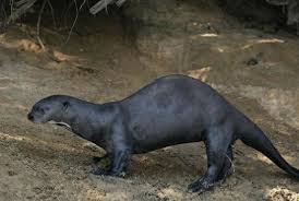 森林砍伐影响巨獭栖息地