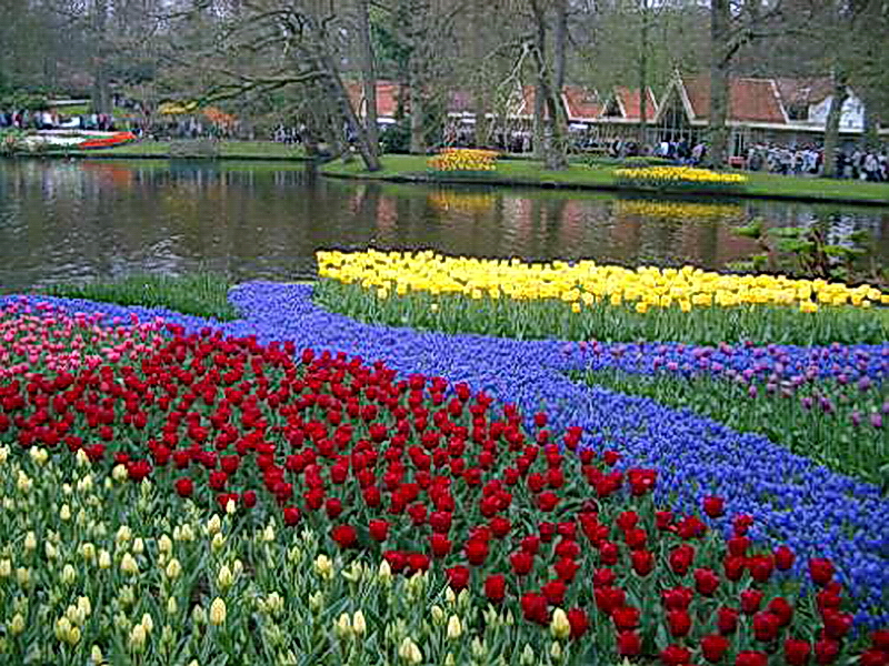 库肯霍夫公园图片