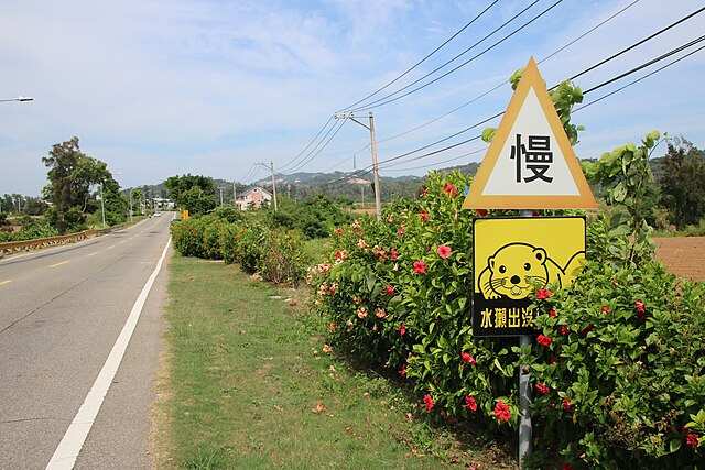 台湾水獭