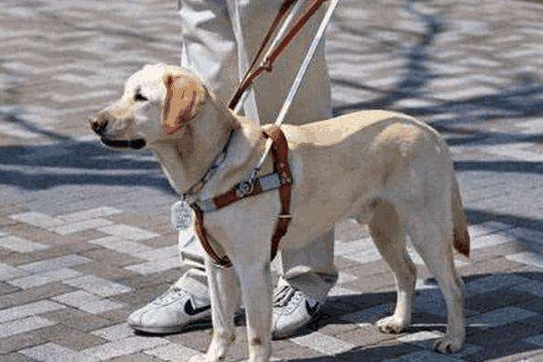 导盲犬训练中