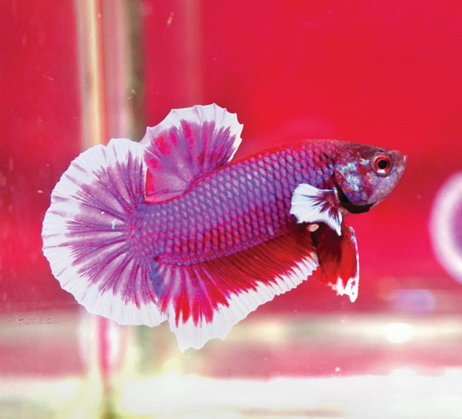 蝶边斗鱼照片示例