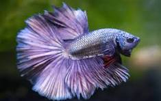 重金属斗鱼图片