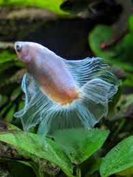 玻璃泰国斗鱼图片