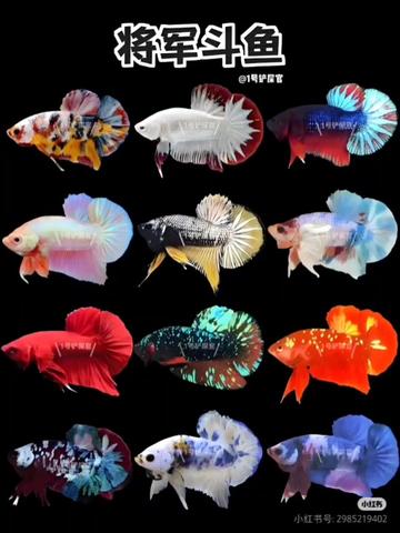 将军斗鱼